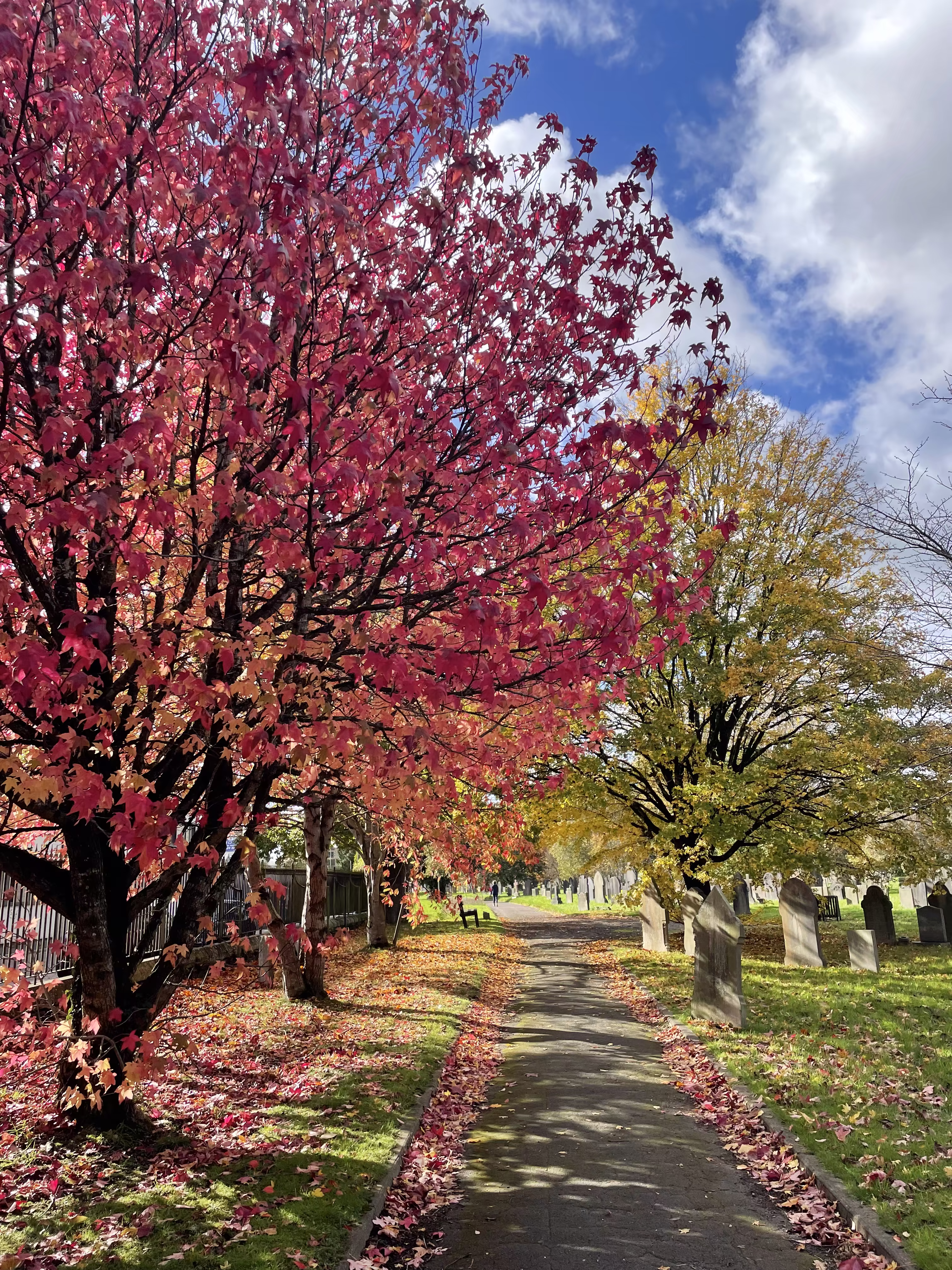 Cathays Cemetery in Autumn